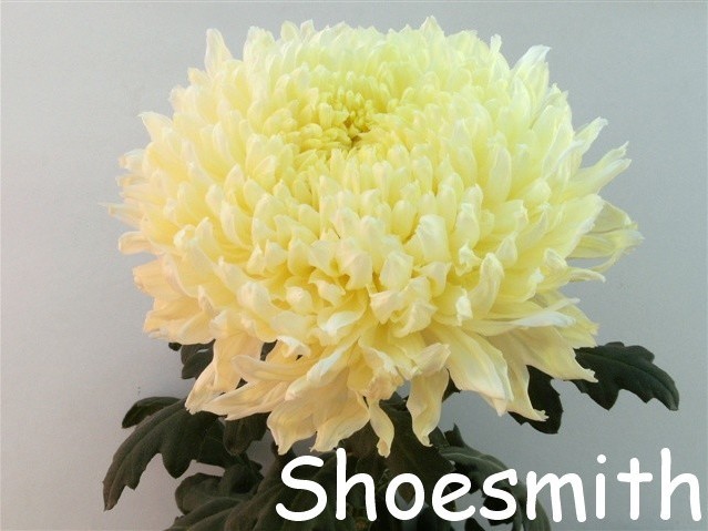 shoesmith