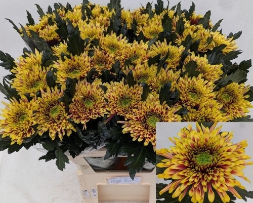 chrysant_tulaautumn