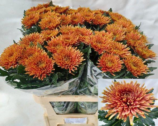 chrysant_tulacopper