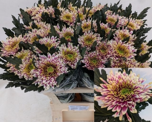 chrysant_tulasharletta
