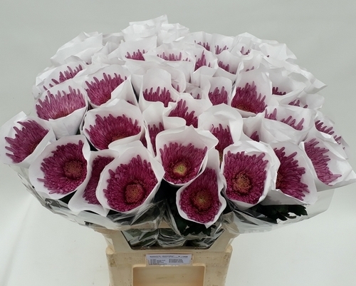 chrysant_uzuripurple