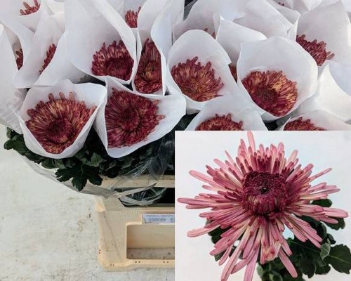 chrysant_uzuriraspberry