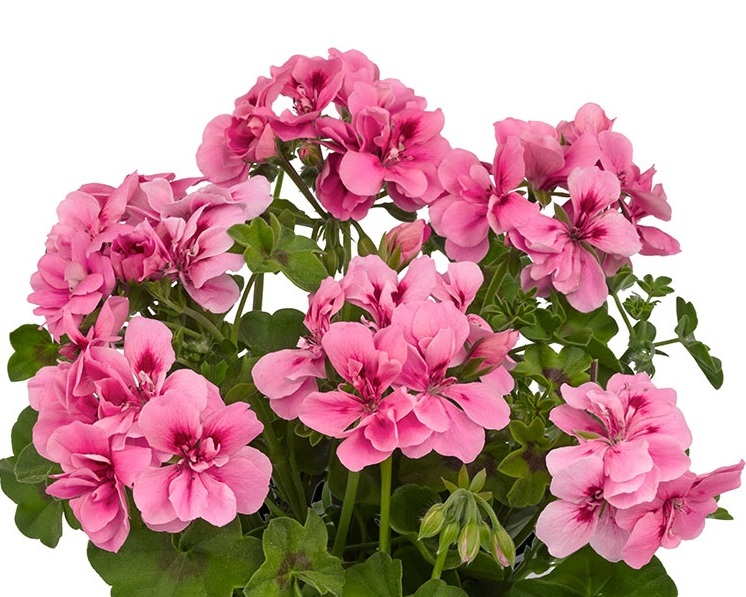 Peltatum_Big5_Light_Pink