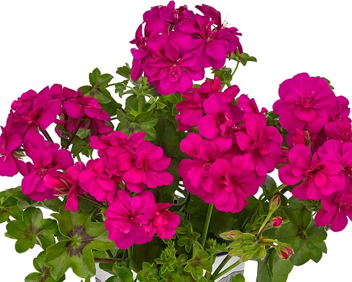 Peltatum_Big5_Neon_Pink