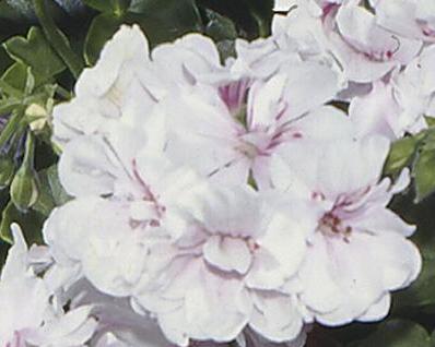 Peltatum_Blanche_Roche