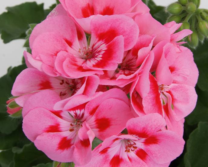 Pelargonium Zonale Sunrise Graziella