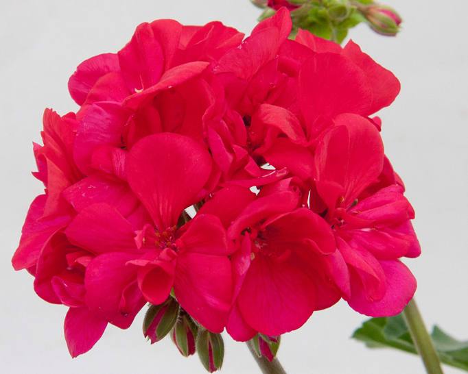 Pelargonium Zonale Moonlight Lucky