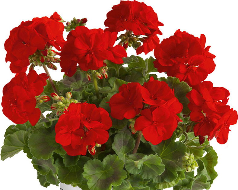 Zonale Senna Red