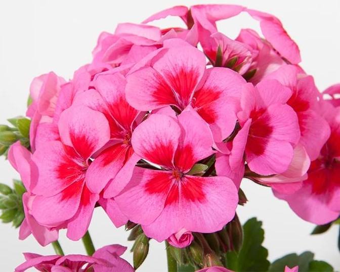 pel_zon_smokeyeyepink