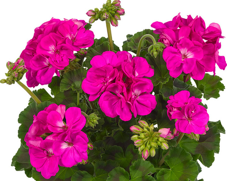 Zonale_Trend_Lilac