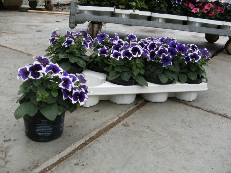 petunia_bicolor
