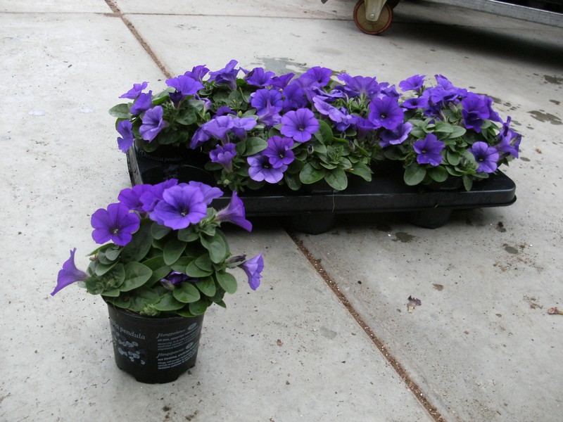 petunia_darkblue
