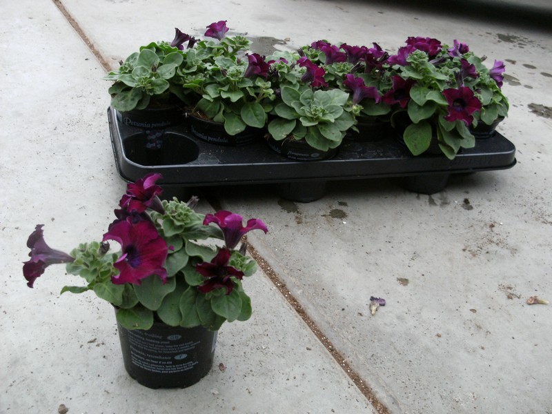 petunia_bordeaux