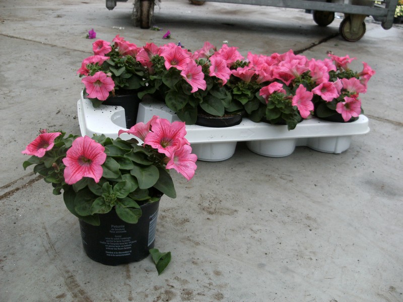 petunia_salmonpink