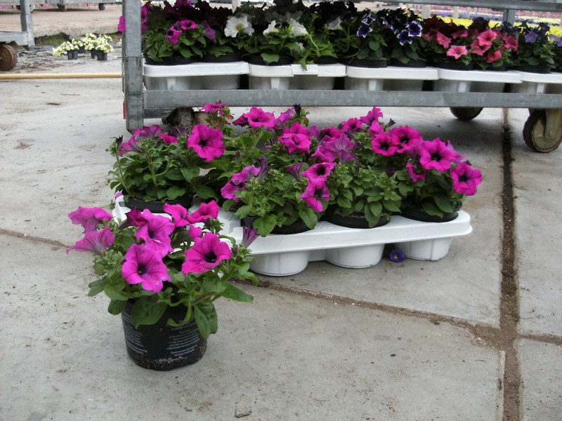 petunia_purple