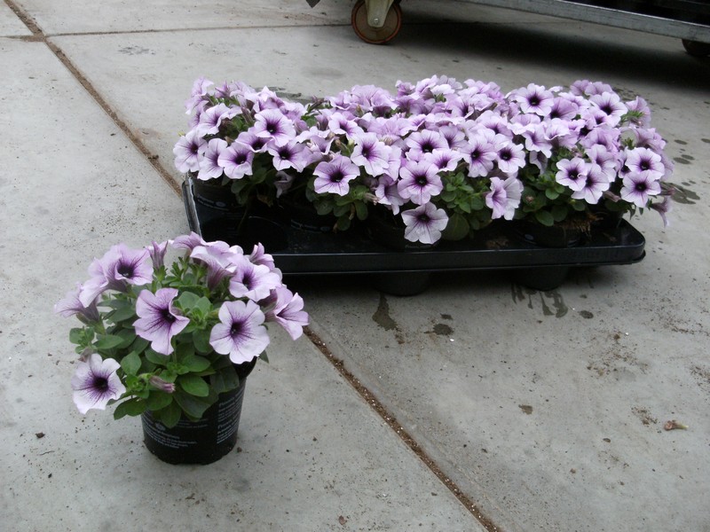 petunia_vein