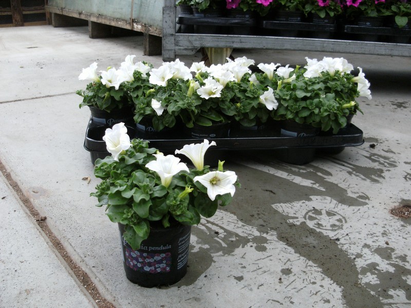 petunia_white